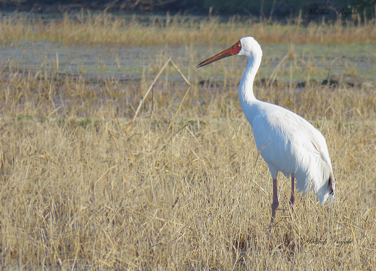 Siberian Crane - Malihe Rajabi