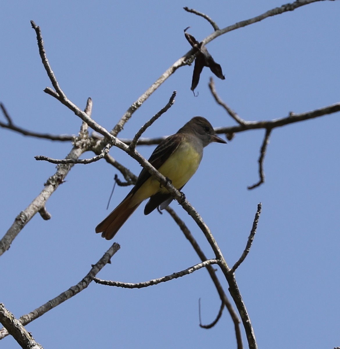 Great Crested Flycatcher - ML447295491