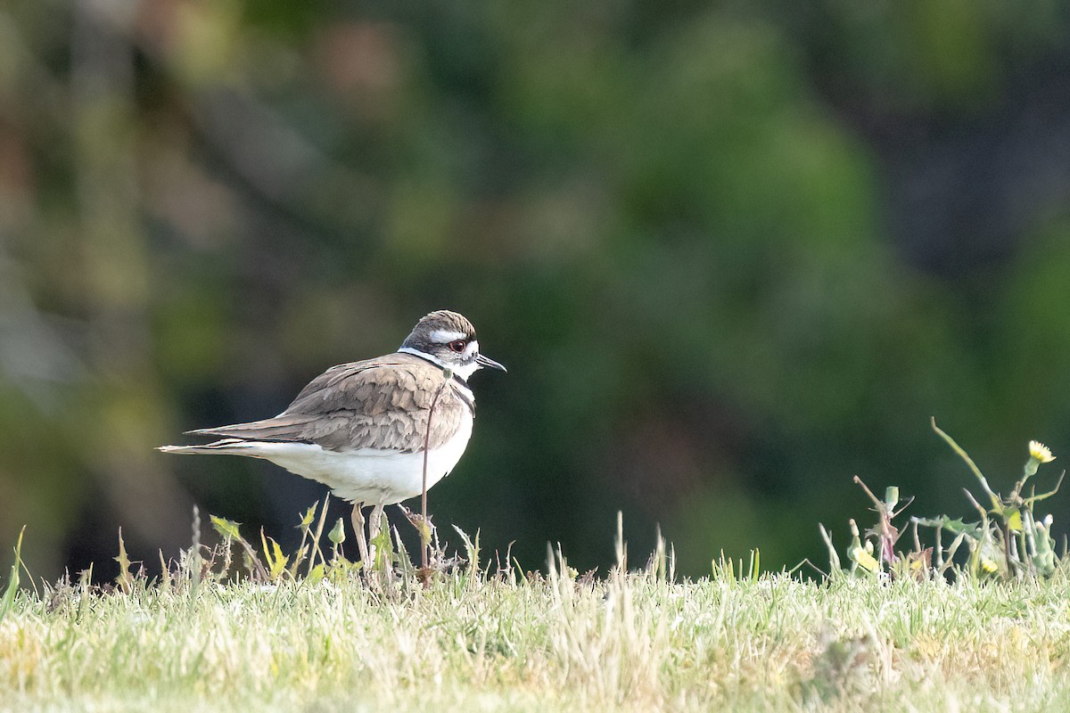 Killdeer - ML447295591