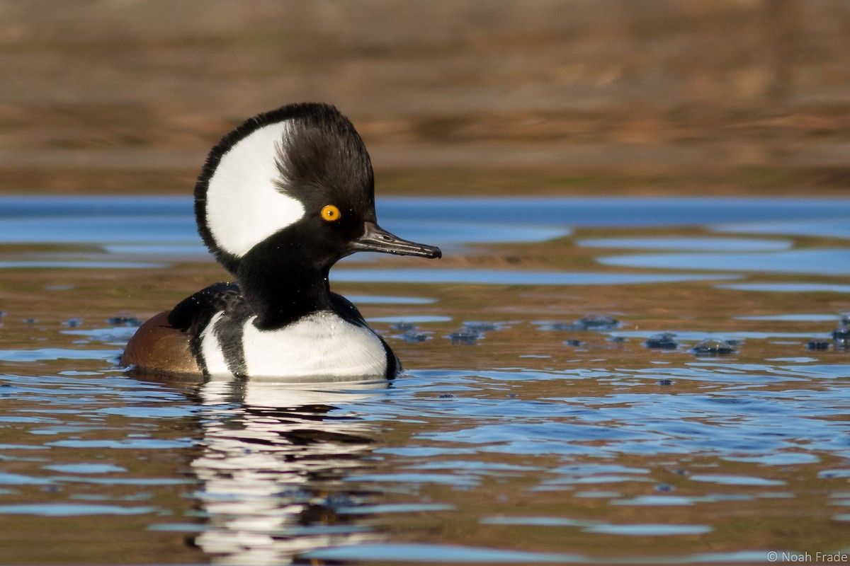 Hooded Merganser - ML44729721