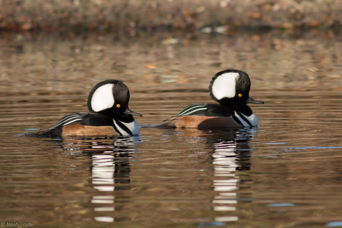 Hooded Merganser - Noah Frade