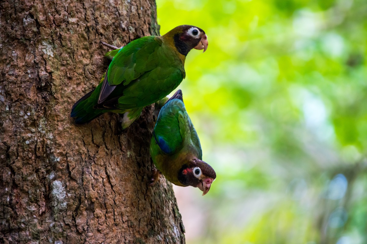 Brown-hooded Parrot - Vidal  Guzman