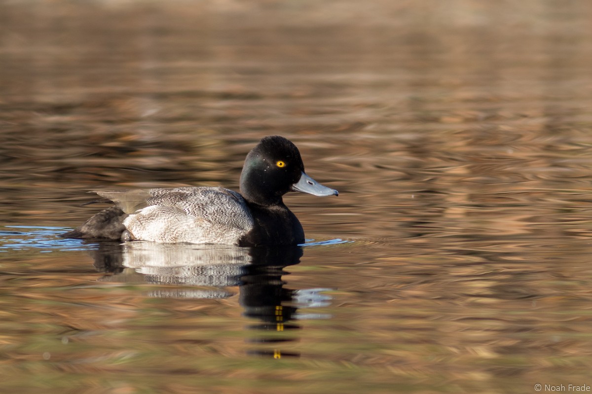 Lesser Scaup - ML44729761