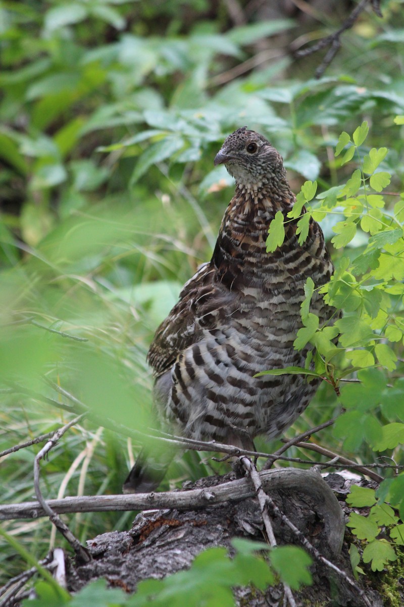 Ruffed Grouse - ML447297921