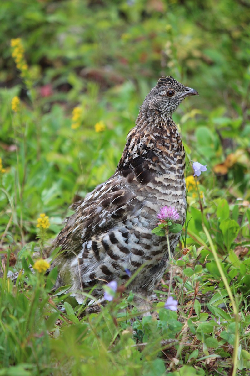 Ruffed Grouse - ML447297941