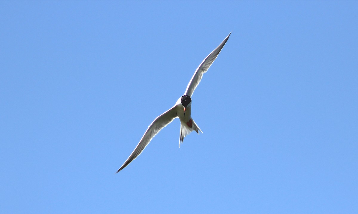 Forster's Tern - Melissa Petullo