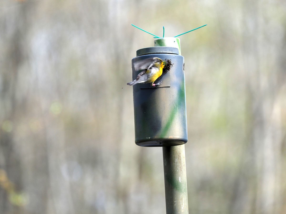 Prothonotary Warbler - ML447300471