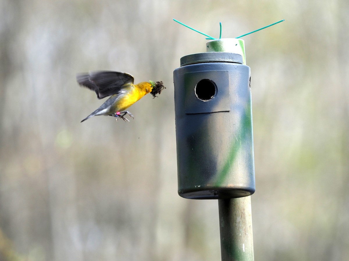 Prothonotary Warbler - ML447300521