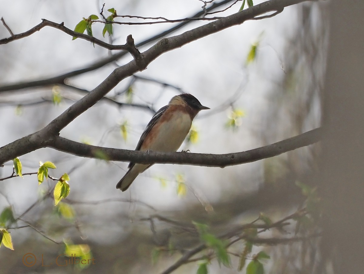 Bay-breasted Warbler - ML447300811