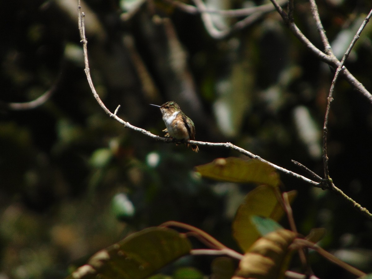 Magenta-throated Woodstar - Rafael Bonilla Mata