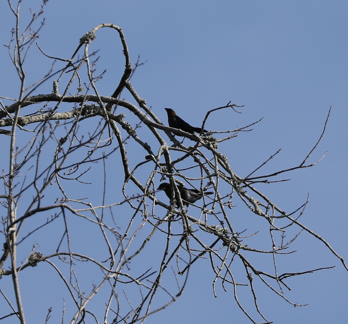 Brown-headed Cowbird - ML447301981