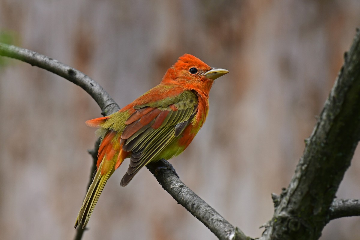 Summer Tanager - ML447302031