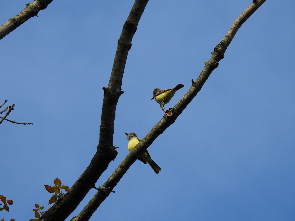 Great Crested Flycatcher - ML447302651