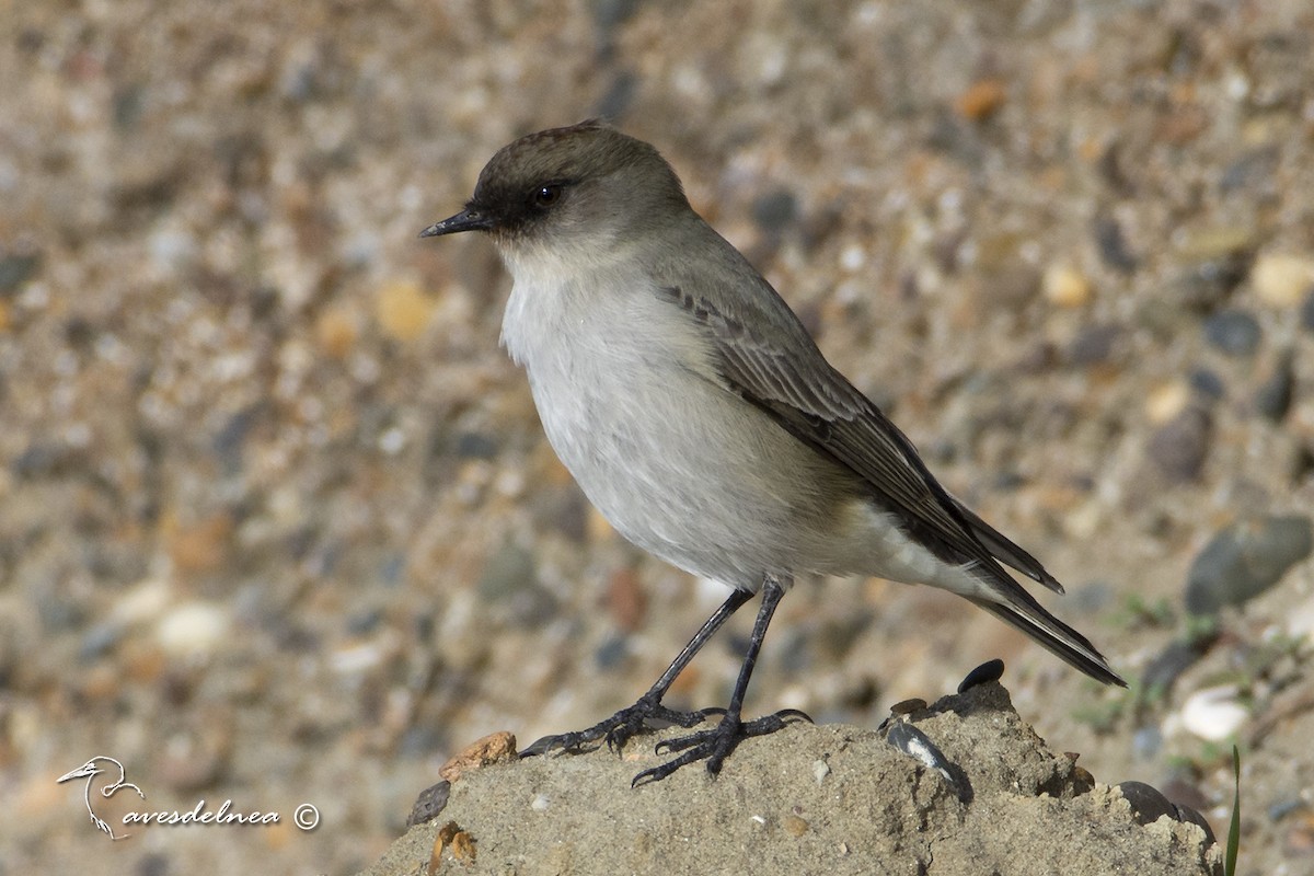 Dark-faced Ground-Tyrant - ML447302711