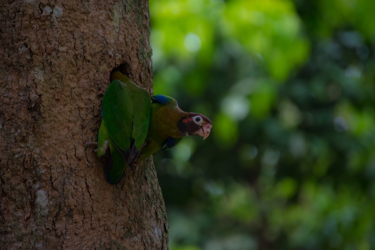 Brown-hooded Parrot - ML447302761