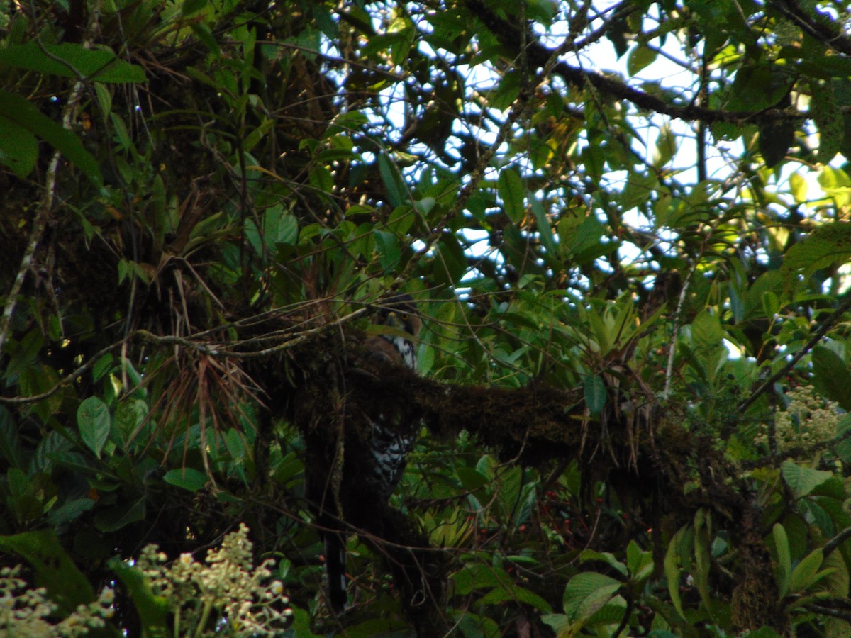 Águila Galana - ML447303191