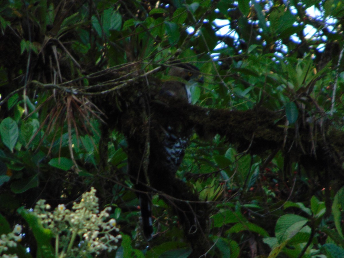 Águila Galana - ML447303201