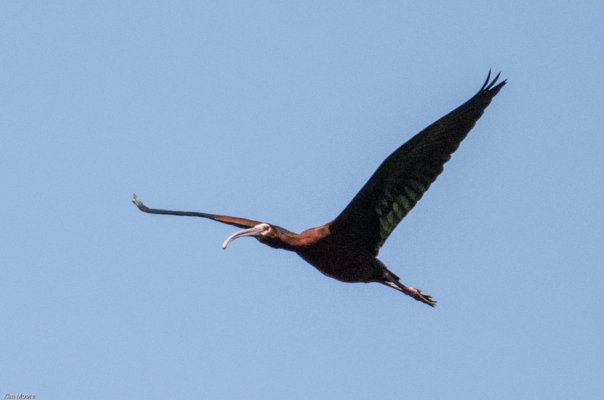 White-faced Ibis - Kim Moore