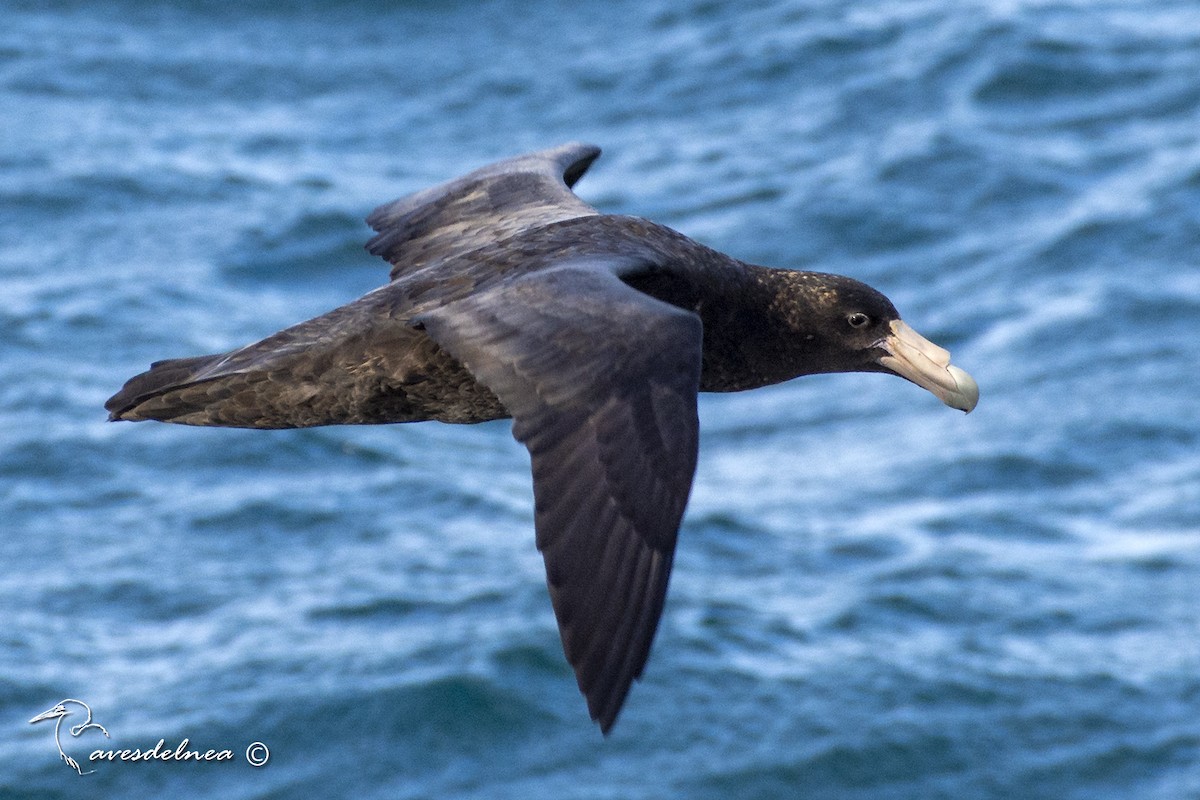 Southern Giant-Petrel - ML447305521