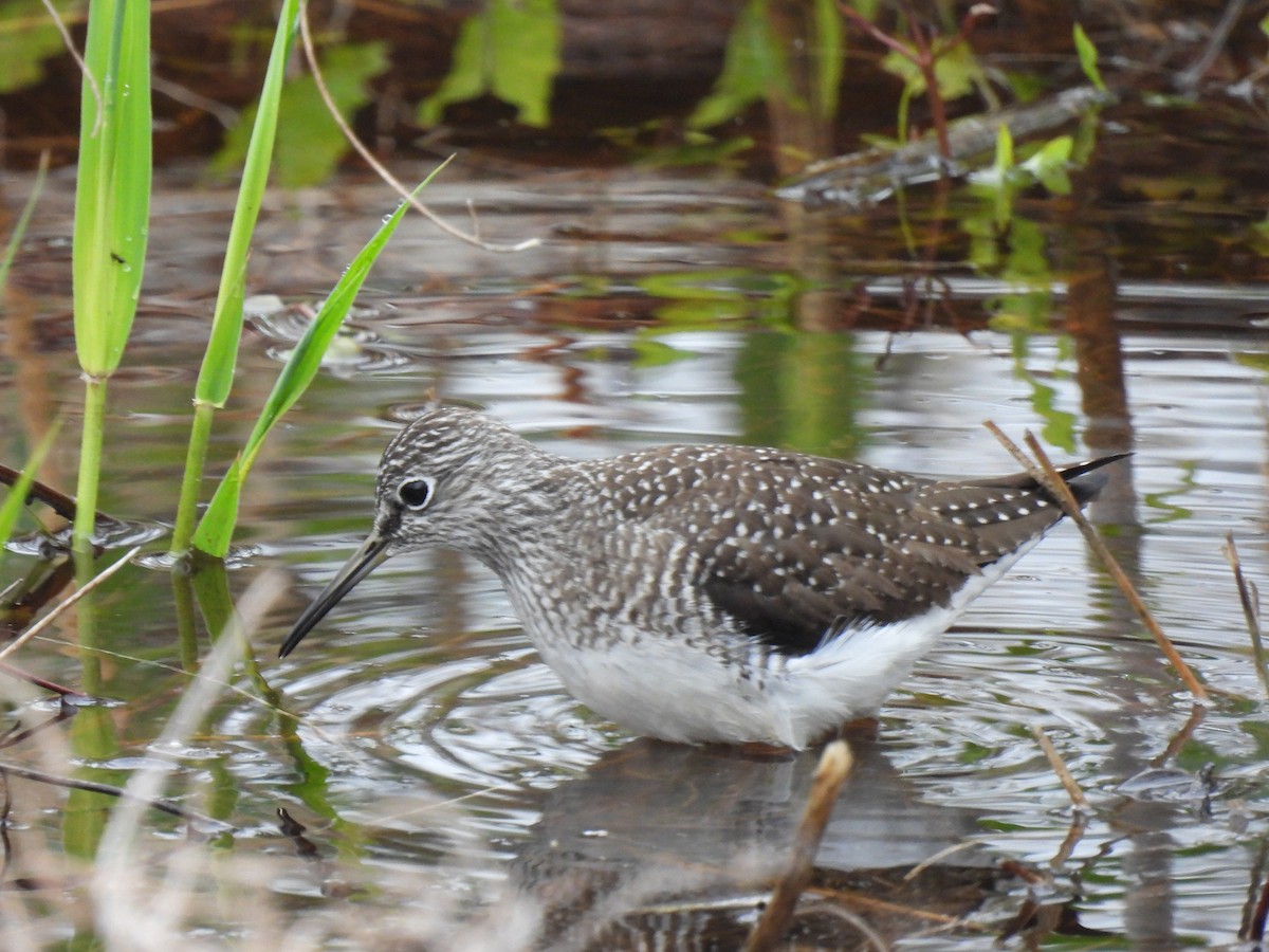 Solitary Sandpiper - ML447305661