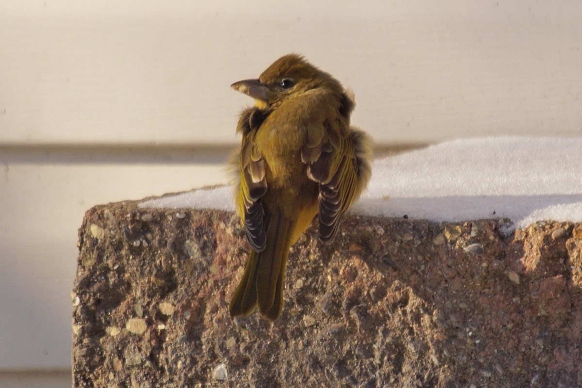 Summer Tanager - ML44730751