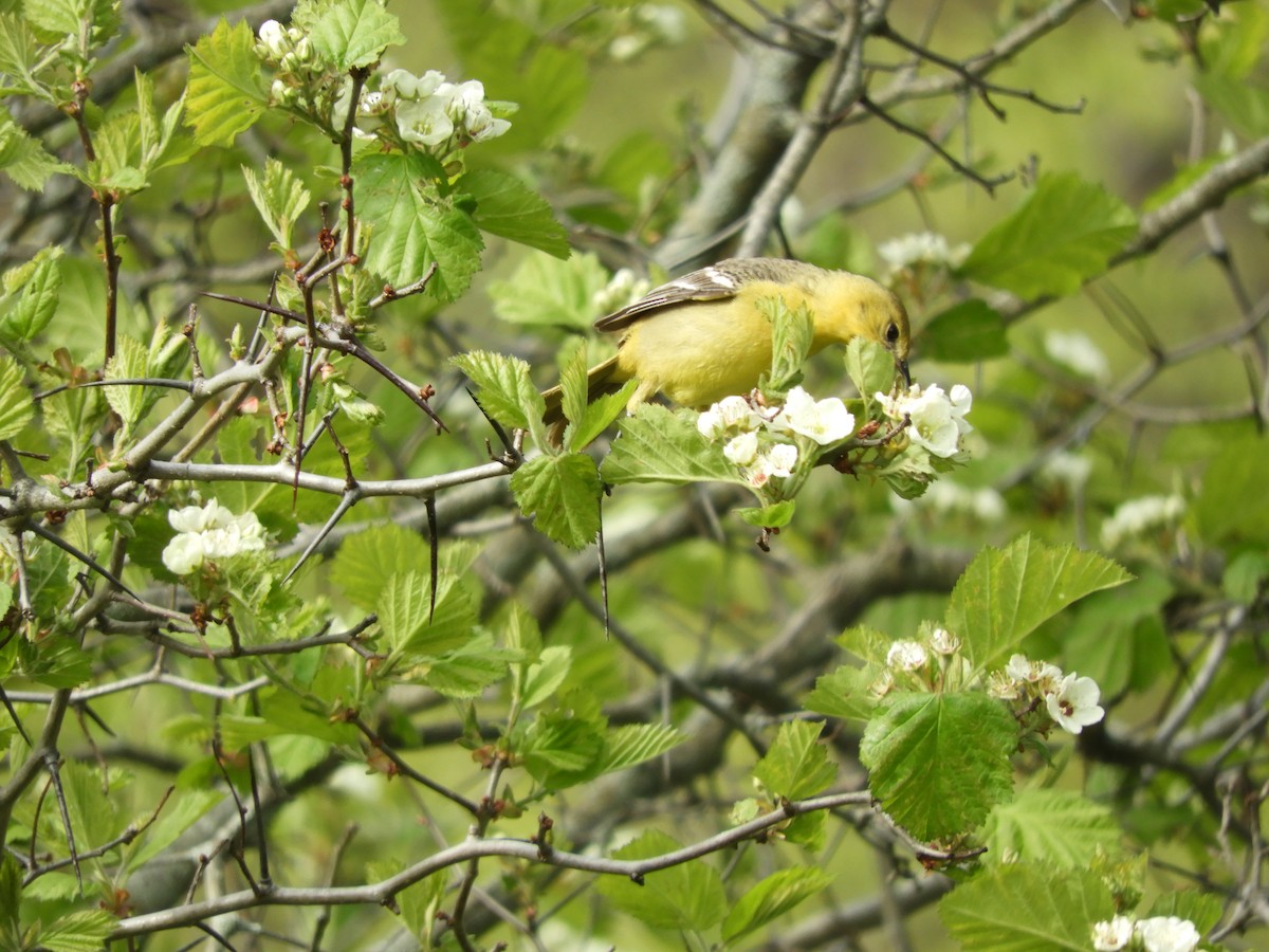 Orchard Oriole - ML447307591