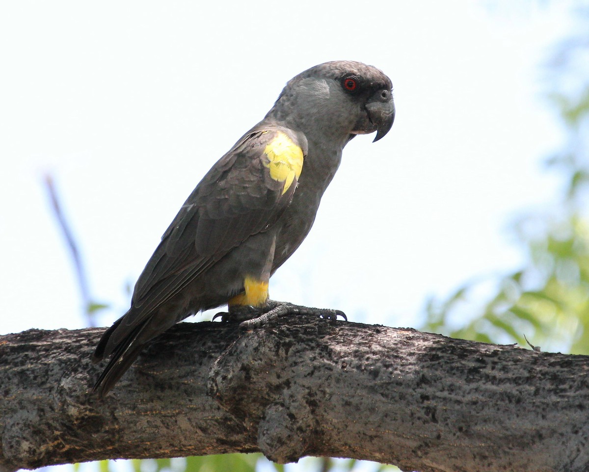 Rüppell's Parrot - Andrey Vlasenko