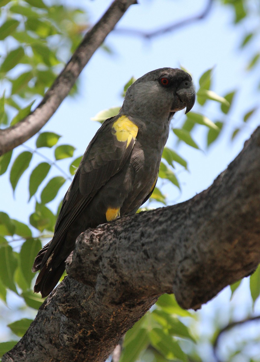 Rüppell's Parrot - ML44730821