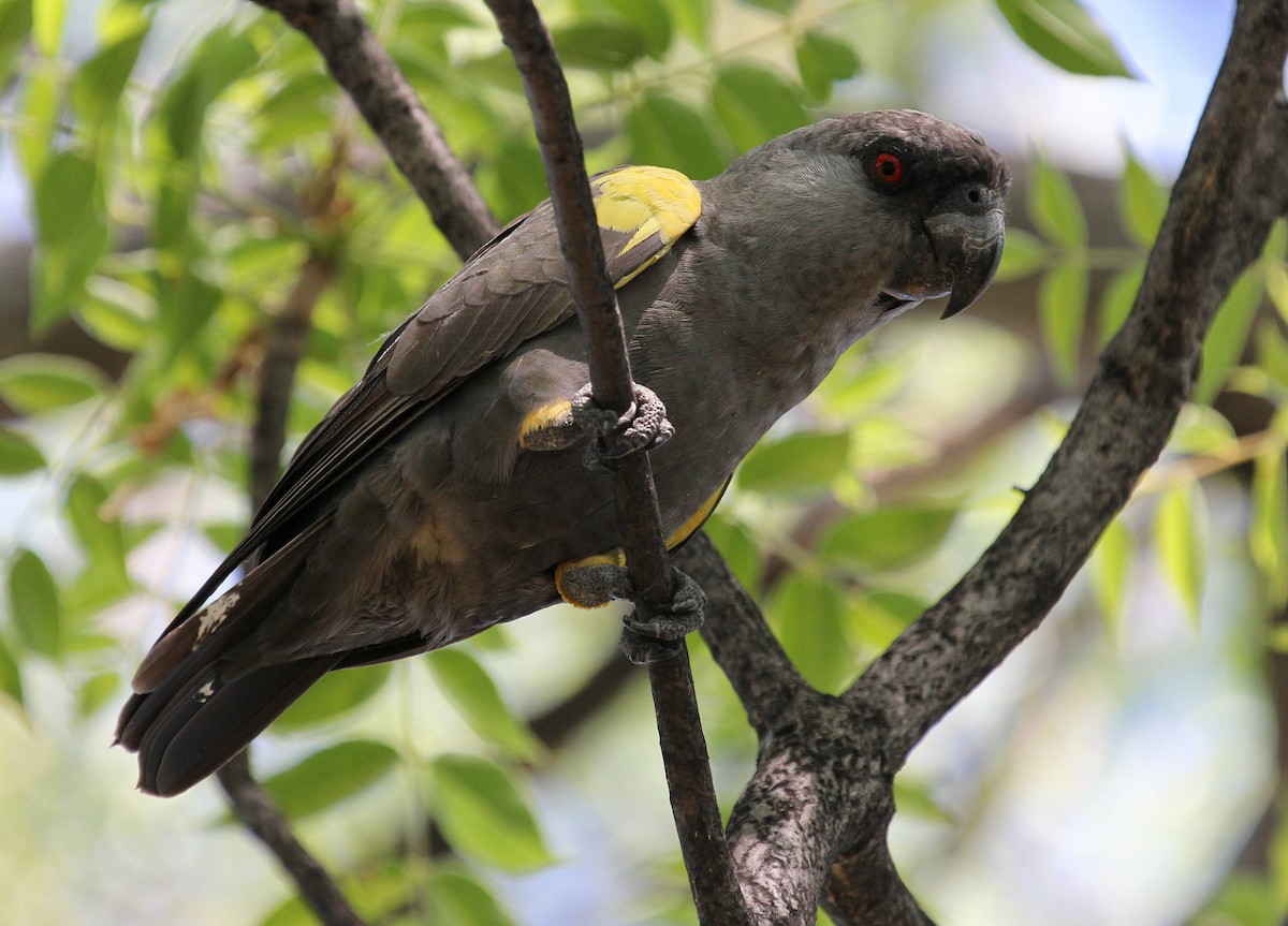 Rüppell's Parrot - ML44730851