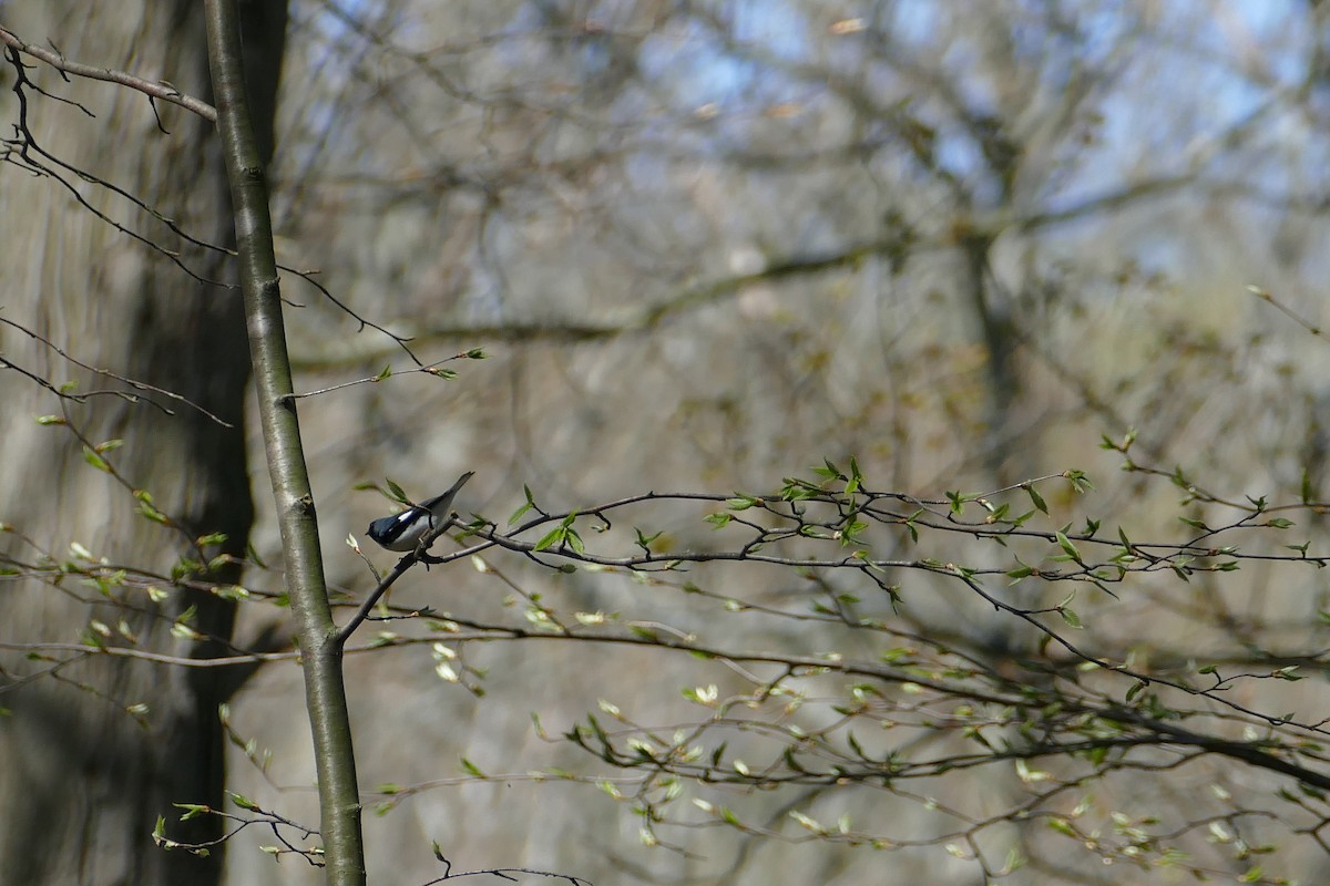 Black-throated Blue Warbler - ML447309101