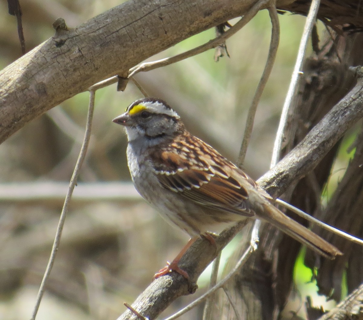 White-throated Sparrow - ML447311521