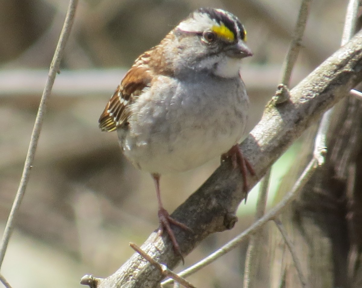 White-throated Sparrow - ML447311531