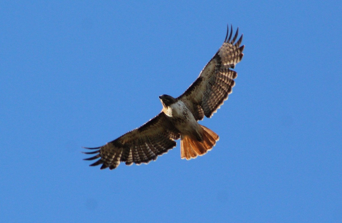 Red-tailed Hawk (calurus/alascensis) - ML447313111