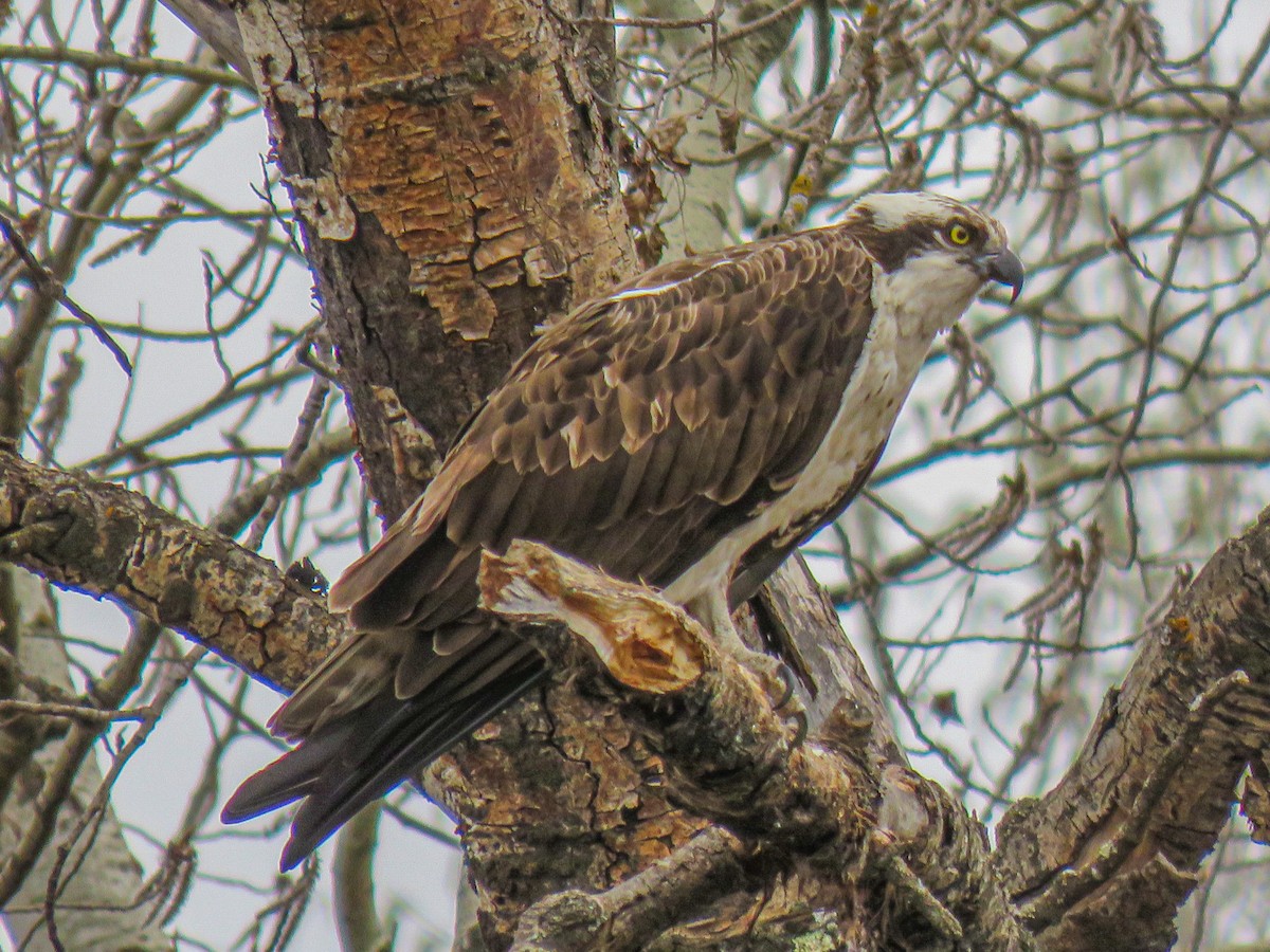 Osprey - ML447313331