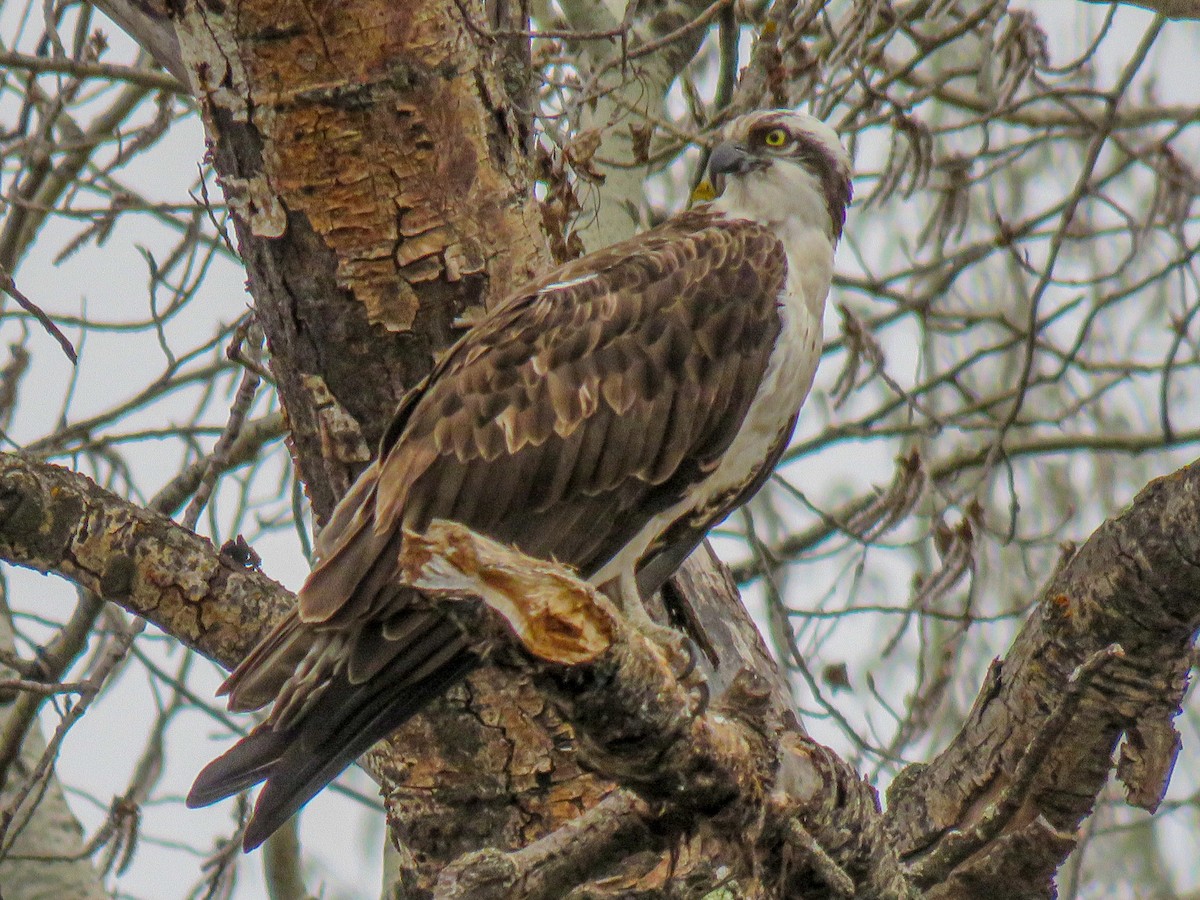Osprey - ML447313351