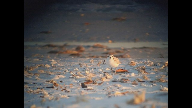 Snowy Plover - ML447313641