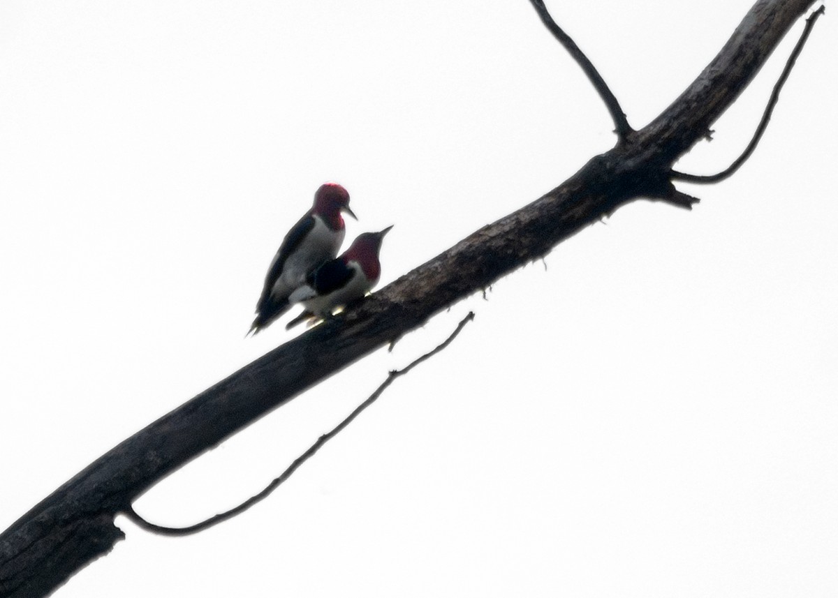 Red-headed Woodpecker - ML447315361