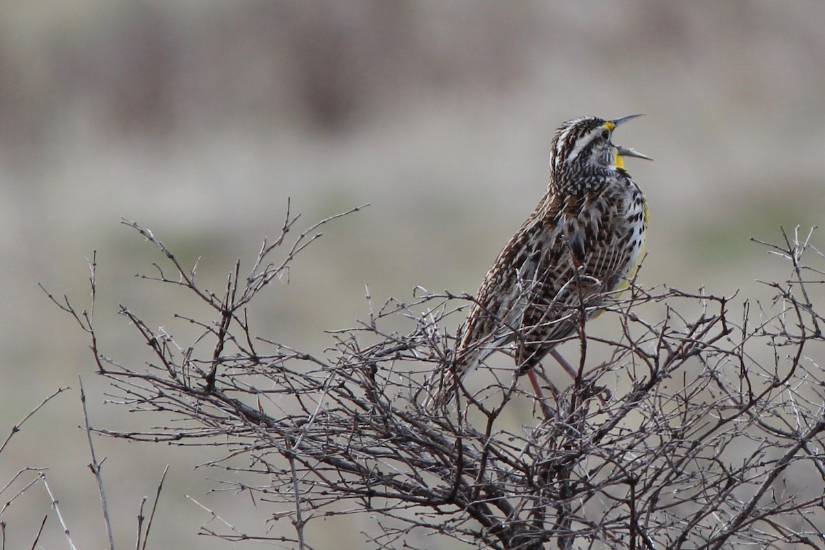 Western Meadowlark - Rebecca Seago