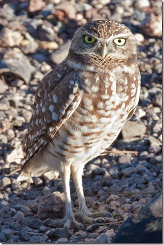 Burrowing Owl - FSPR EOP Bird Group