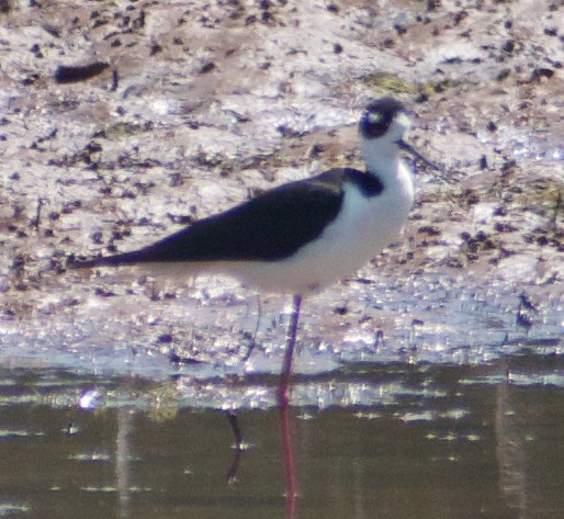 Black-necked Stilt - ML447317461