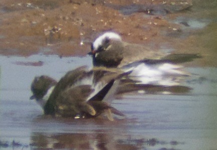 Semipalmated Plover - ML447317631