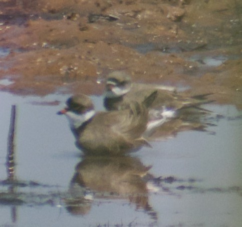 Semipalmated Plover - ML447317641