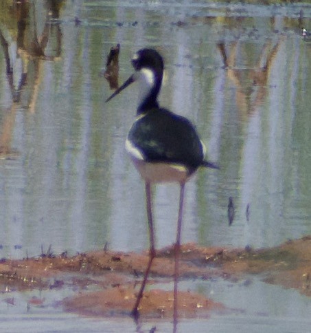 Black-necked Stilt - Asher Perla