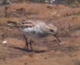 Western Sandpiper - ML447317861