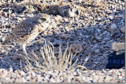 Burrowing Owl - FSPR EOP Bird Group