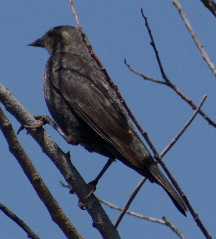 Tricolored Blackbird - ML447318361