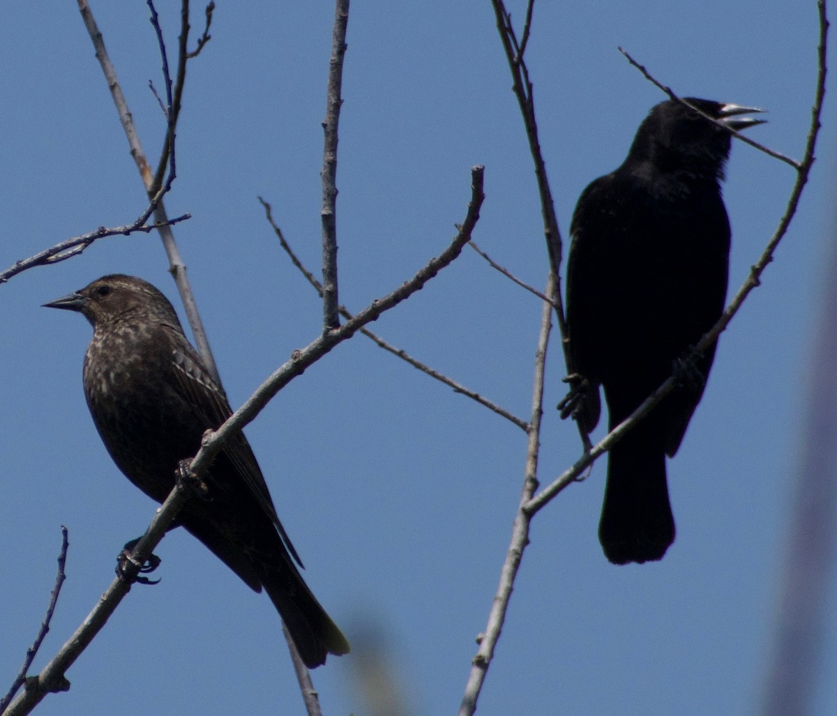 Tricolored Blackbird - ML447318381