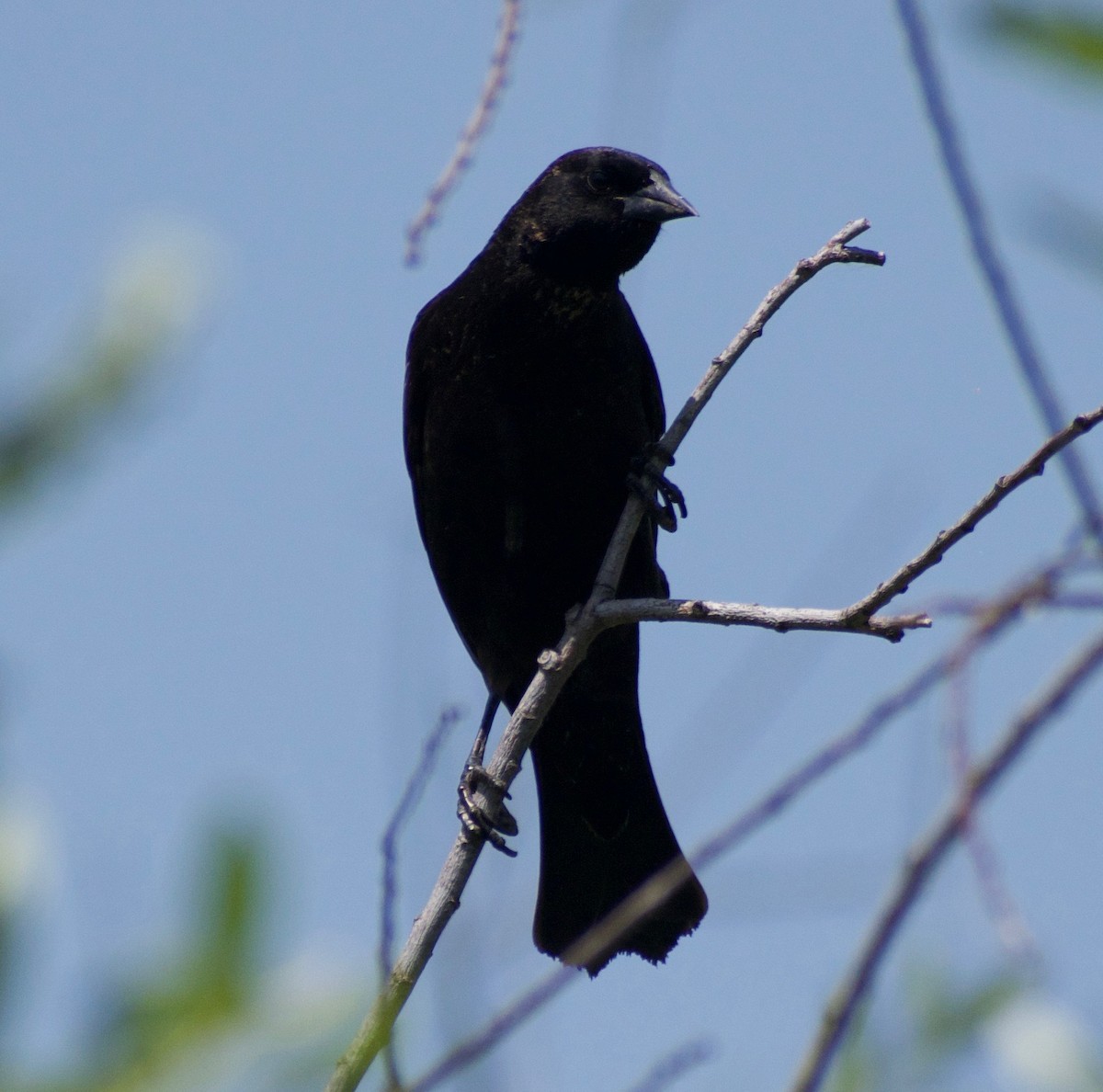 Tricolored Blackbird - ML447318411