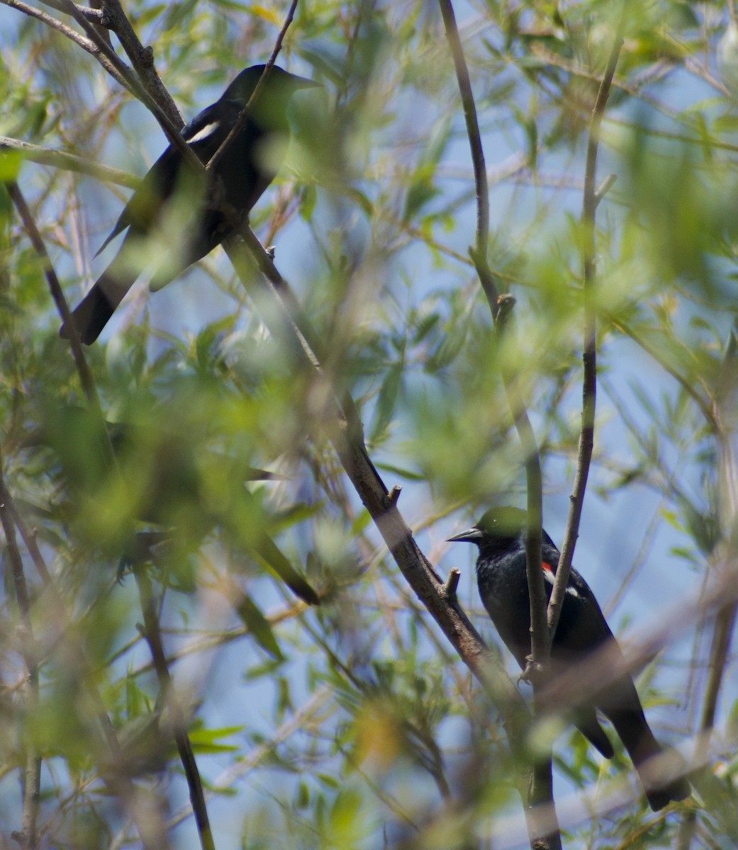 Tricolored Blackbird - ML447318421