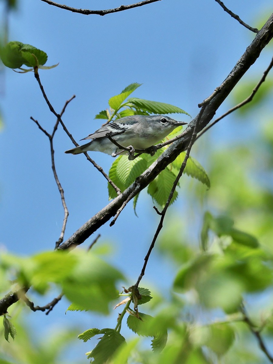 Cerulean Warbler - ML447318451